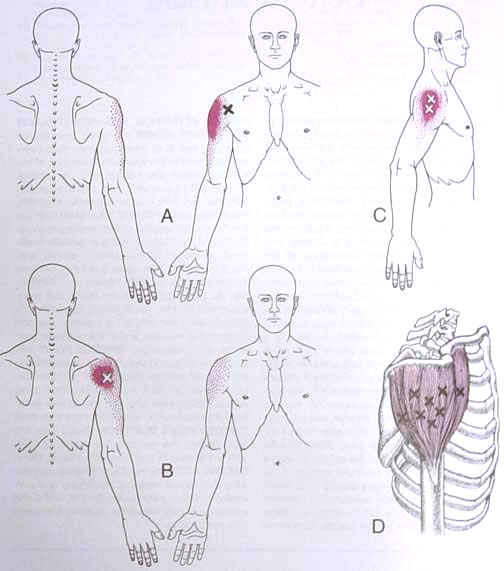 Muscle O's and I's, Actions and Stretches, - Flashcards