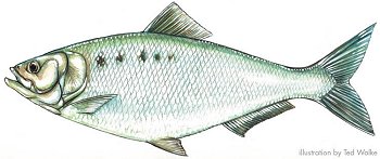 PA Fish Environ Thon - Flashcards