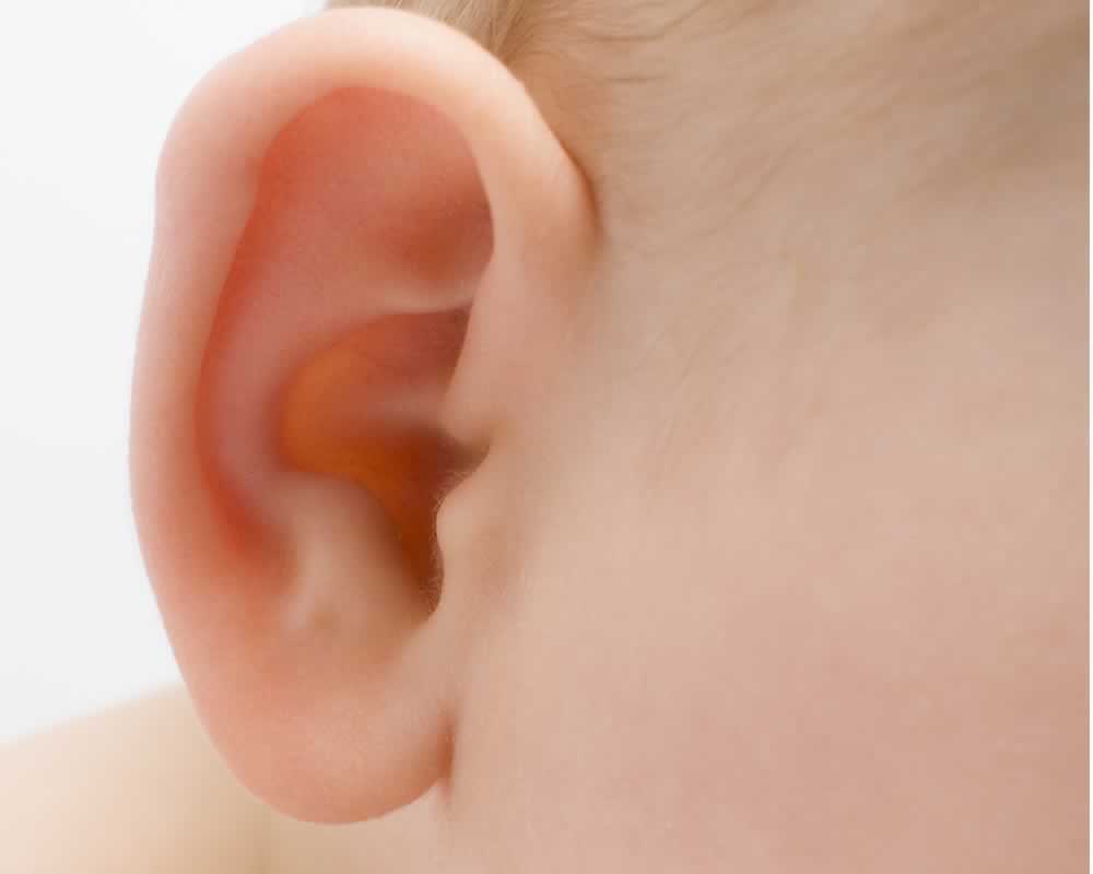 Ear - Flashcard