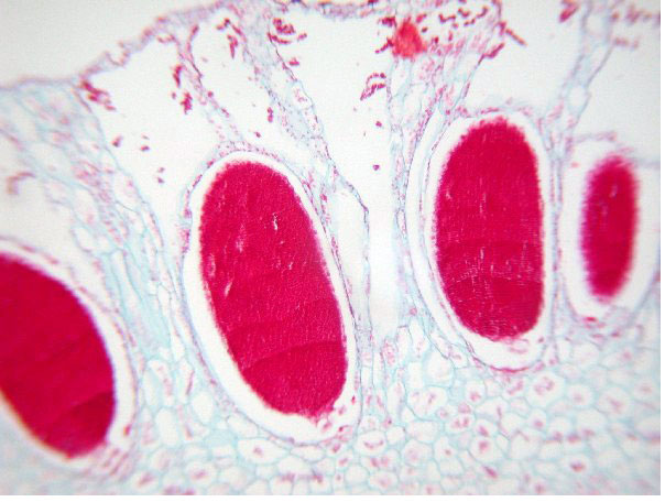 Biology 101 Lab Midterm Flashcards - Flashcards