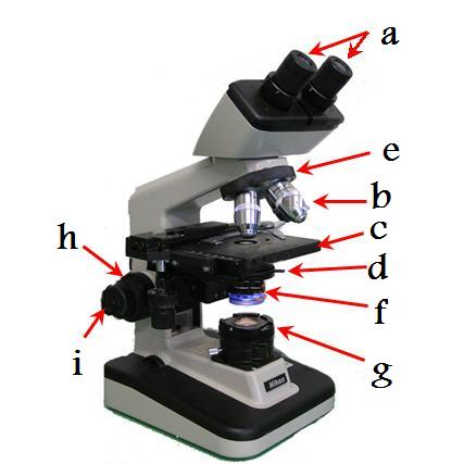 The Lens You Physically Look Through That Has... - Flashcard