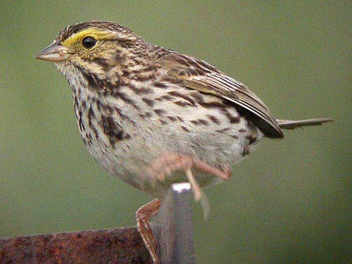 Birds of Ohio - Flashcards