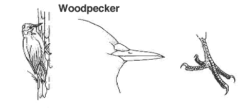 How Would A Bird Use This Chisel-shaped Beak? - Flashcard