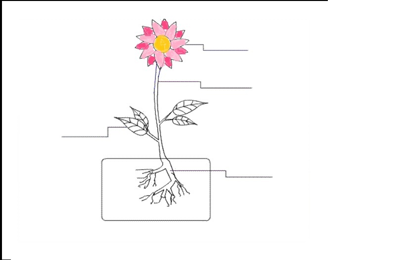 NAME THE COLORED PART OF THE PLANT - Flashcard