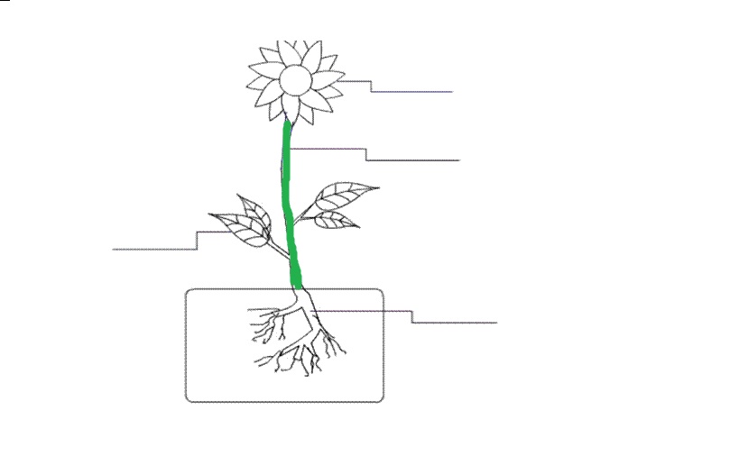 NAME THE COLORED PART OF THE PLANT - Flashcard