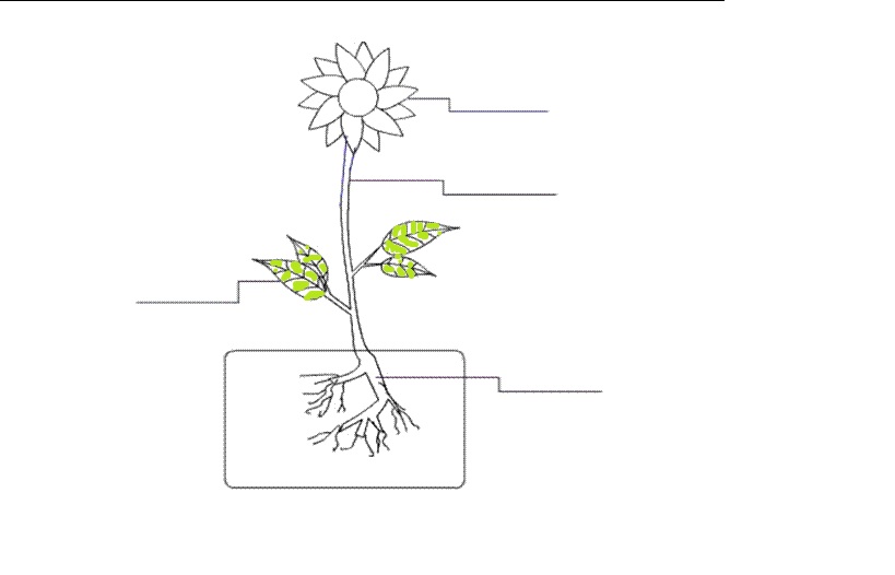 NAME THE COLORED PART OF THE PLANT - Flashcard