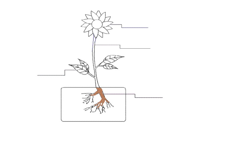 NAME THE COLORED PART OF THE PLANT - Flashcard