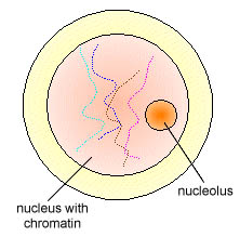 MITOSIS Biology Flashcards - Flashcards