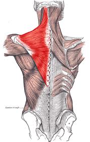 Anatomy - Muscles of the Back Flashcards - Flashcards