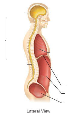 Anatomy Lab Chapter 1 - Flashcards