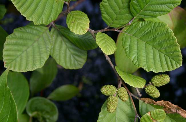 betulaceae and juglandaceae - Flashcards