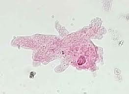 Bio Lab Quiz 1 - Flashcards