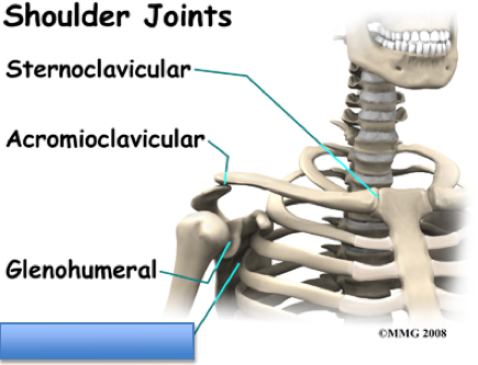 Major Joints - Flashcards
