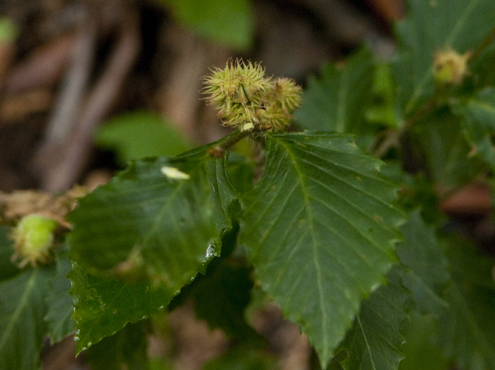 Fagaceae & Ulmaceae - Flashcards