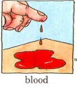 Blood - Flashcard
