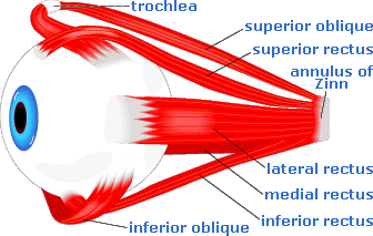 The Eye Parts and Definitions - Flashcards