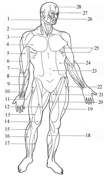 Muscles and Their Functions - Flashcards