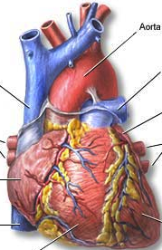 Identify The Main Vessels And Chambers In Thi... - Flashcard