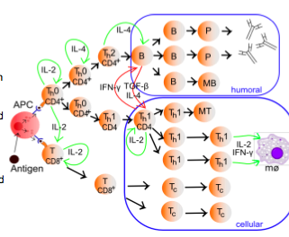 Naive T-cells Are Activated By Strong Signali... - Flashcard