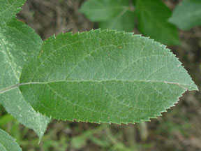 What Fruit Leaf Is This? - Flashcard
