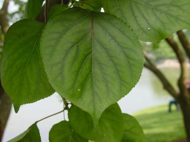 What Fruit Leaf Is This? - Flashcard