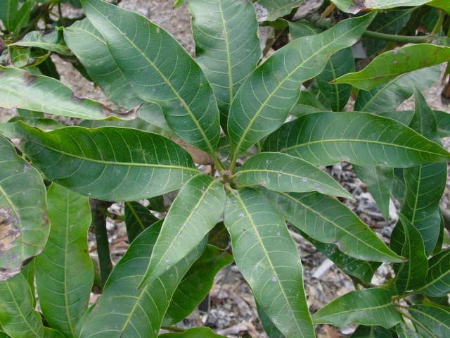 What Fruit Leaf Is This? - Flashcard