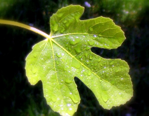 What Fruit Leaf Is This? - Flashcard