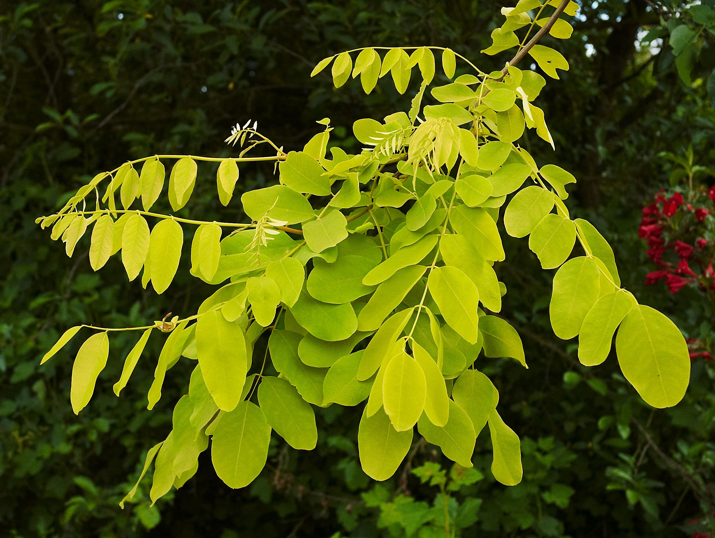 Fabaceae and Sapindaceae - Flashcards