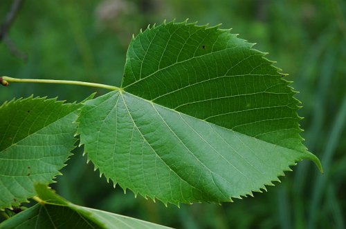 Leaves: Deciduous, Alternate, Simplefruit: Ca... - Flashcard