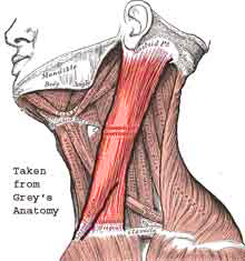 Muscle OIA: Head and Neck - Flashcards