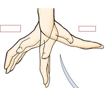 Define the Structural Anatomy of Elbow Joint Flashcards Flashcards by