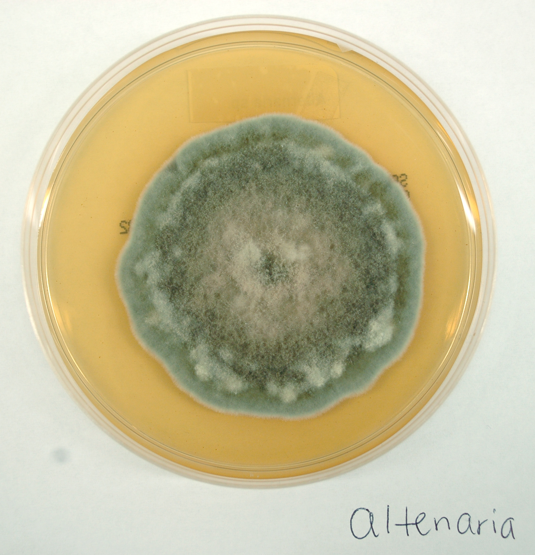 Fungal Colonies - Flashcards