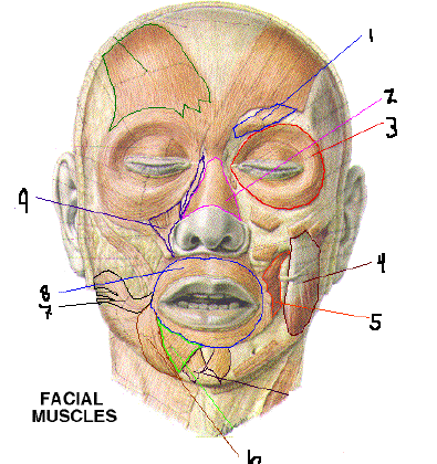 Muscles of the Mouth, Eye,tongue, Nose and Neck - Flashcards