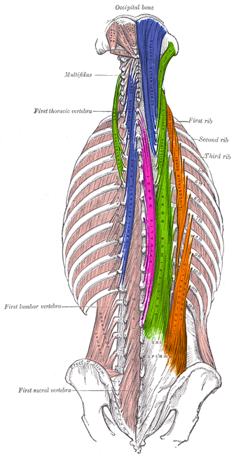 Kinesiology West - Muscle Actions & Attachments - Flashcards