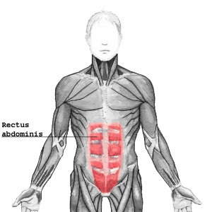 Rectus Abdominus
 - Flashcard
