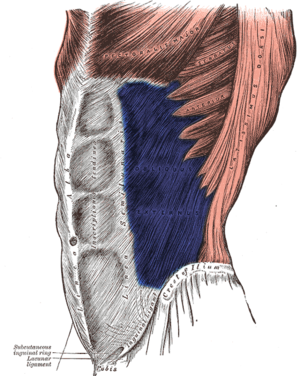 Kinesiology West - Muscle Actions & Attachments Flashcards by ProProfs