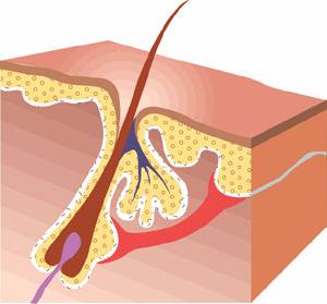 Integumentary System - Flashcards