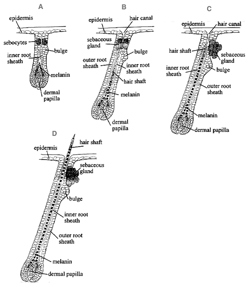 Skin Structures - Flashcards