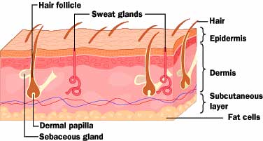 Sweat Pore  - Flashcard