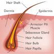 Hair Shaft - Flashcard