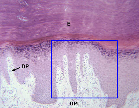 Dermal Papillae - Flashcard