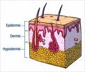 Epidermis - Flashcard