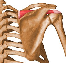 Muscles of the Upper Limb - Flashcards