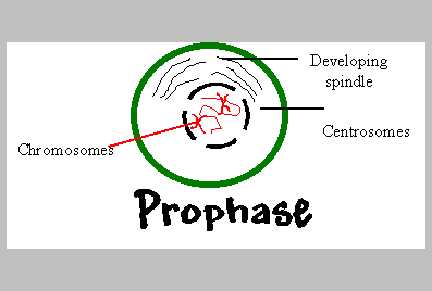 Prophase  - Flashcard