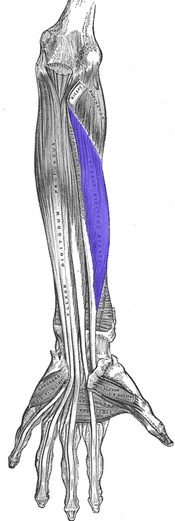 HAND AND WRIST MUSCLES - Flashcards