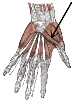 FLEXOR POLLICIS BREVIS - Flashcard