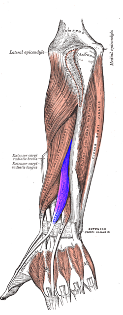 





EXTENSOR POLLICIS LONGUS

 - Flashcard