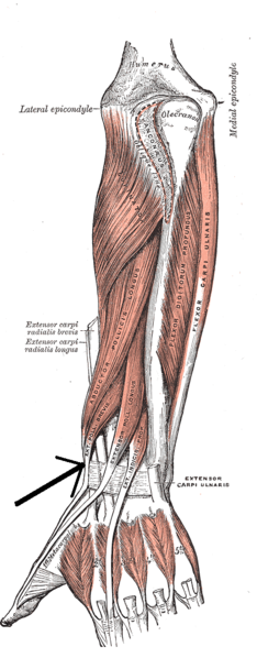 EXTENSOR POLLICIS BREVIS - Flashcard