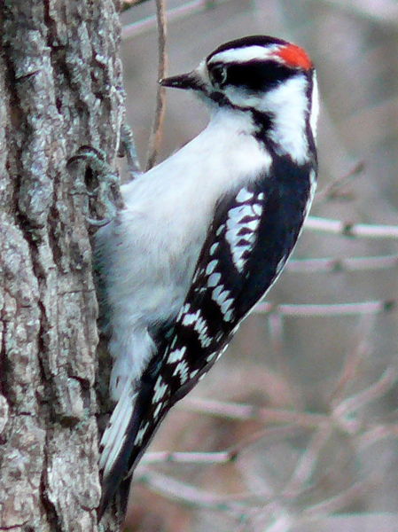 Michigan Birds Test Flashcards - Flashcards