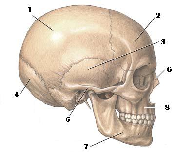 Skeletal System - Flashcards